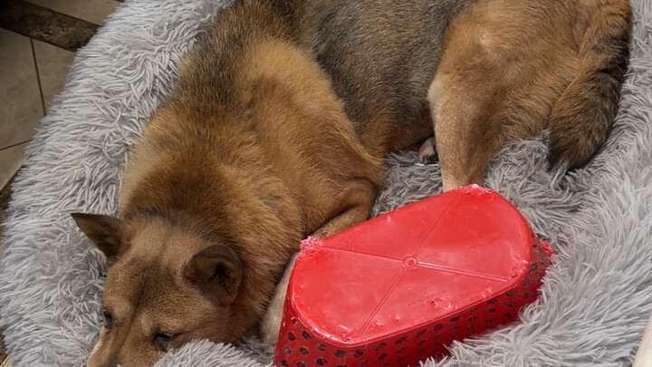 Tráng Tráng bị Shiba làm mất cảnh giác. #Chó #Tráng Tráng #Chó quê Trung Quốc #Shiba Inu