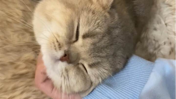 Siapa yang bisa tahan godaan manja seperti ini!