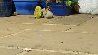 【จิ้งจอก】 การแย่งชิงความรักด้วยมีดขวางทางนั้นทำให้ฮูฮูเสียใจเกินไปแล้ว ©Lucy Goacher