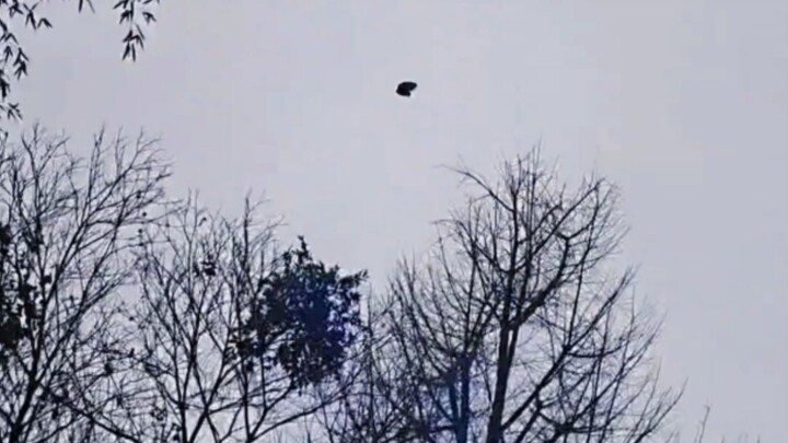 โอกาสที่จะถูกชามอาหารสุนัขฆ่าตายมีน้อยมาก แต่ก็ไม่ใช่ศูนย์