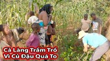 Tập 265: Thu hoạch Hạt củ đậu giống||Bất ngờ củ đậu siêu to khổng lồ||2Q Vlogs Cuộc Sống Châu Phi