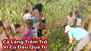 Tập 265: Thu hoạch Hạt củ đậu giống||Bất ngờ củ đậu siêu to khổng lồ||2Q Vlogs Cuộc Sống Châu Phi