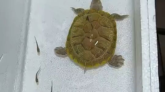 My video like 🐬🐢🐬🐢🐬🐢🐬🐢
