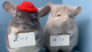 Melihatnya saja sudah terlihat tidak stabil 😂