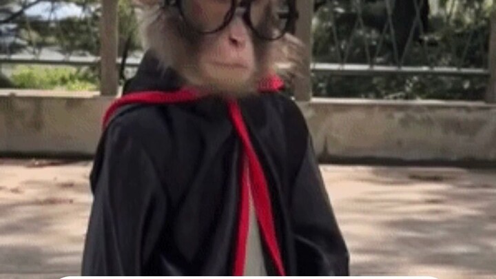 Mao Mao: Don’t get me wrong—those who can slap people are the ones at the zoo; we’re the ones gettin