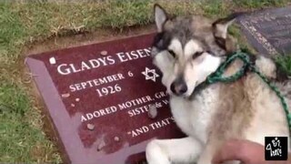 หมาก็ร้องไห้เป็น