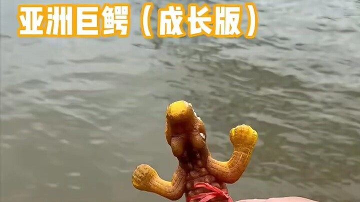 Put an imported baby crocodile in the pond! Will it really grow into a giant croc?