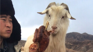 Domba yang Makan Daging Ayam