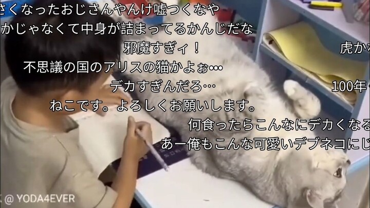 【N站คอมเมนต์สด】ชาวญี่ปุ่นชมเจ้าแมวยักษ์จีน (ต้าจ้วง) นั่งอยู่เป็นเพื่อนเด็กทำการบ้าน