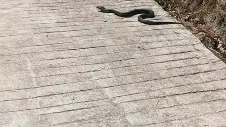 You even know to hide in the grass to block vision? This snake is at least Gold tier or higher.
