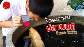 กักโรค ดูเพศ ปลานอกตัวแรก [Karachi Ginrin Marudo Koi Farm] l คุณพ่อคราฟ EP.39