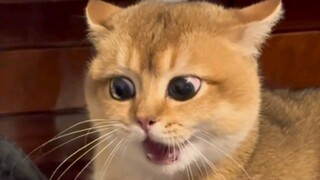 The angry toes are straining, and the eyes have turned red.