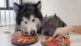 The Two Dogs Began to Play Tricks When Eating Together...