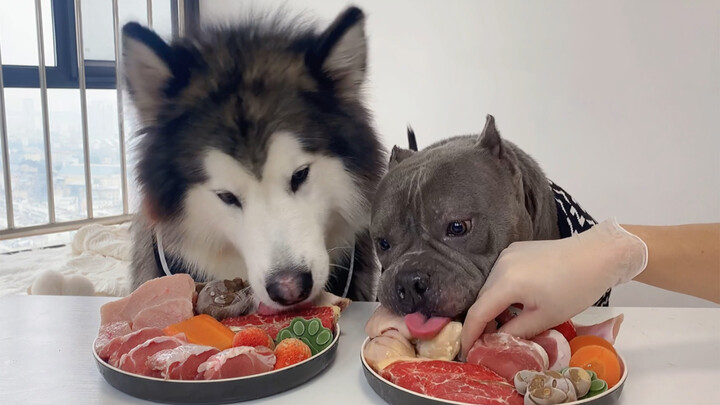 Dua Anjing Mulai Main Trik Saat Makan Bersama...
