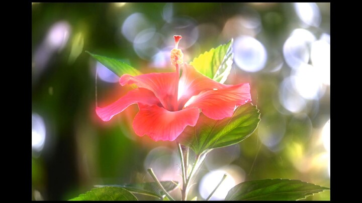 beautiful flowers movie