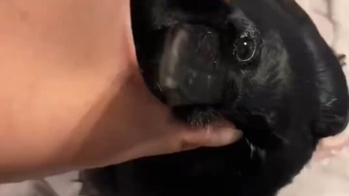 لماذا يكثر من يربّون الببغاوات بينما قلّة قليلة تربّي الغربان؟