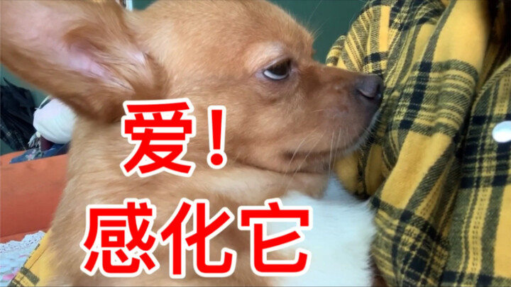 How to Train a Dog Well?