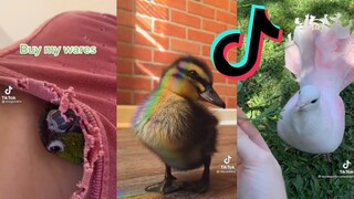 TikToks That Would Like a Cracker - Bird Side of TikTok #8