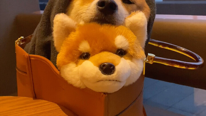 When the real dog hides inside the fake one