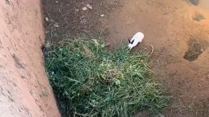 Nuôi thỏ trong hố sâu tuyên bố thất bại