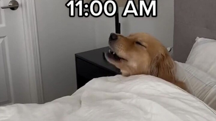 I didn’t expect it to be even lazier than me