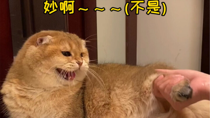 ขาหลังของแมวคือเขตหวงห้ามเหรอ? ลองจับทีเดียวห้าตัวดูสิ!