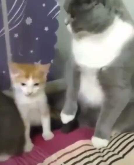 Cat Bully