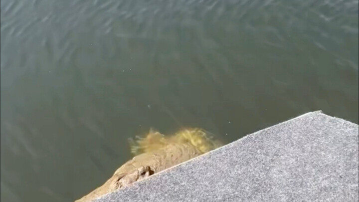 Para pemancing dan penangkap ikan benar-benar harus berhati-hati.