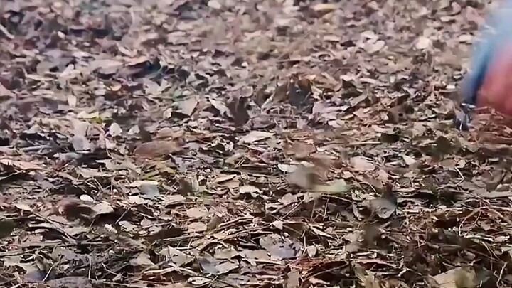 Để ngăn người khác trốn khỏi thành, không ngờ lại tự mình mắc kẹt luôn