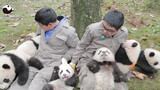 【Panda】Are They Giving out Pandas?