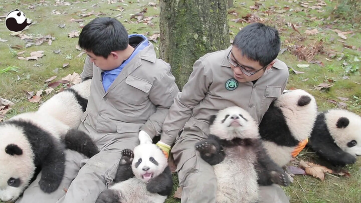 [Panda] Apakah Mereka Memberikan Panda?