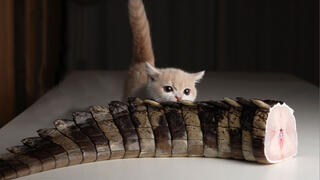 A Kitten Eats Crocodile Meat