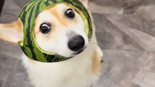 Corgi: Forget the helmet, it’s still green!