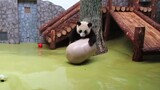 [Animals]A panda learning Kung Fu|<Tou Gong>