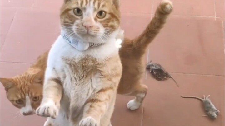 First time ever getting a gift from a stray cat!