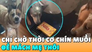 Chỉ Chờ THỜI CƠ CHÍN MUỒI Để MÁCH MẸ Thôi | Siêu Thú Cưng