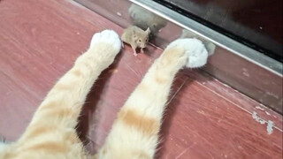 🐭: คิดว่าฉันจะรอดมั้ย?