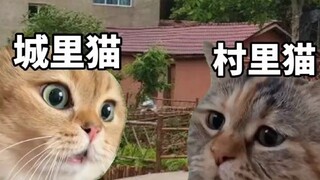 After chatting, City Cat was completely envious.