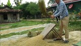 Cambodia rice harvest season