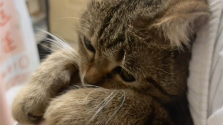 Kucing kecil yang baik-baik di rumah siapa yang akan mengeong seperti ini?