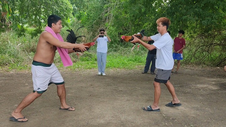STREET FIGHT SERYE STAG VS COCK DRAW!!!  JAN. 03, 2026