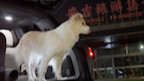 Poor Mom—she got held up at immigration and didn’t arrive in Anji until almost 2 a.m., and the bus w
