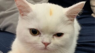 พ่อของคุณหยิบหน่อไม้มาทาน แล้วน้ำมันก็หยดลงบนหัวของคุณ