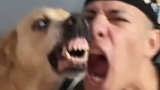 Funny moments of animals