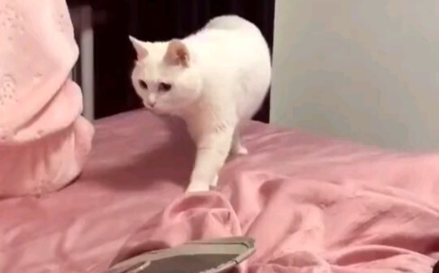 ไมค์... ไมค์แมวแจ็ค!!!