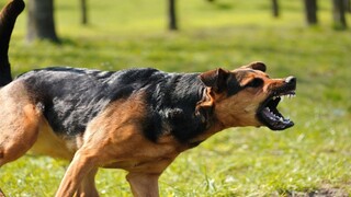 Tiếng chó sủa kinh hoàng - Dog barking sounds