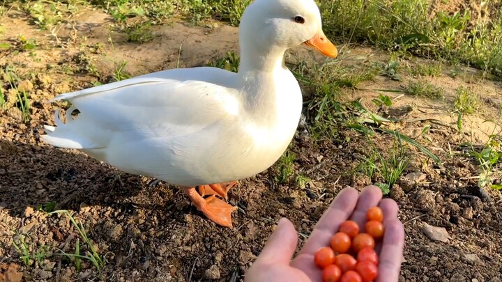 Testing the affection level of Call ducks—they're even more obedient than puppies, and they can actu