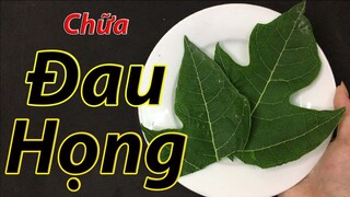 Lấy lá đu đủ rồi làm như thế này, đau họng hay viêm họng nặng đến đâu cũng phải khỏi ngay tức khắc