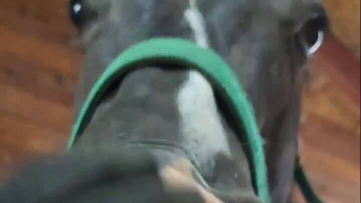 Đùa giỡn mẹ ngựa trước mặt ngựa con