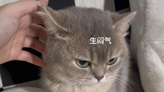 在小猫咪生气的时候突然亲它一下会怎样